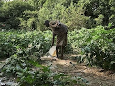 Trees for the Future animated